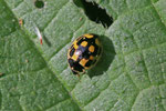 Vierzehnpunktiger Marienkäfer, Propylea quatuordecimpunctata