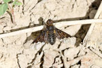 Schweber, Hemipenthes morio