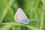 Hauhechel-Bläuling, Polyommatus icarus
