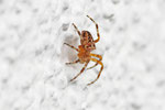 Gartenkreuzspinne, Araneus diadematus