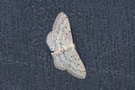 Grauer Zwergspanner, Idaea seriata