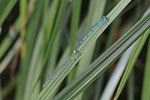 Hufeisen-Azurjungfer, Paarung, Coenagrion puella