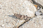 Blauflügelige Ödlandschrecke, Oedipoda caerulescens