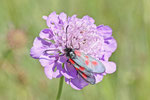 Kleines Fünffleck-Widderchen, Zygaena viciae