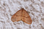 Kleiner Frostspanner, Operophtera brumata