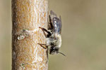 Weidensandbiene, Andrena vaga