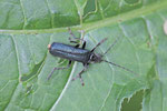 Weichkäfer, Ancistronycha abdominalis