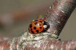Asiatischer Marienkäfer, Harmonia axyridis