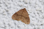 Kleiner Frostspanner, Operophtera brumata