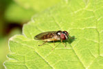 Schwarzkopf-Schwebfliege, weibl., Melanostoma scalare