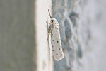Gespinstmotte, Yponomeuta sp.