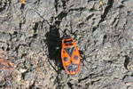 Feuerwanze, Pyrrhocoris apterus