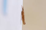 Zünsler, Agriphila tristella