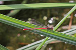 Späte Adonislibelle, Ceriagrion tenellum
