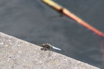 Großer Blaupfeil, männl., Orthetrum cancellatum