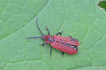 Vierfelder-Rotdeckenkäfer, Lopherus rubens