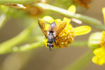 Rotgefleckte Raupenfliege, Eriothrix rufomaculata