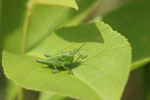 Heupferd, männl., Larve, Tettigonia viridissima