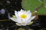 Seerose