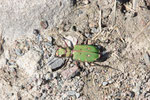 Feld-Sandlaufkäfer, Cicindela campestris