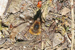 Großer Wollschweber, Bombylius major
