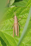 Große Goldschrecke, Larve, Chrysochraon dispar