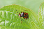 Rote Weichwanze, Deraeocoris ruber