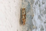Echte Motte, Nemaxera betulinella