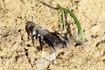 Weidensandbiene, Andrena vaga, styloptisiert