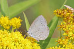 Faulbaumbläuling, Celastrina argiolus