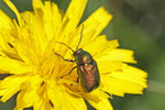 Seidiger Fallkäfer, Cryptocephalus sericeus