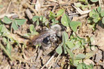 Weidensandbiene, Andrena vaga