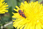 Feuerwanze, Pyrrhocoris apterus