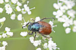 Gartenlaubkäfer, Phyllopertha horticola