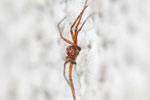 Gewöhnlicher Flachstrecker, männl., Philodromus cespitum