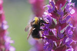 Wiesenhummel, Bombus pratorum