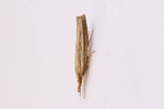 Zünsler, Agriphila tristella