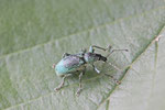 Brennessel-Grünrüssler, Phyllobius pomaceus