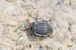 Schwarzer Schneckenjäger, Phosphuga atrata