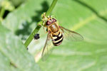 Schwebfliege, Syrphus sp.