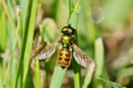 Waffenfliege, männl., Chloromyia formosa
