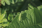 Heupferd, Larve, Tettigonia viridissima