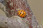 Asiatischer Marienkäfer, Harmonia axyridis