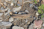 Brauner Grashüpfer, weibl., Chorthippus brunneus