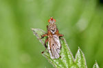 Dungfliege, Scathophaga sp.