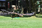 junger Weißkopfseeadler