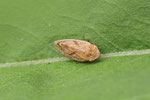 Wiesenschaumzikade, Philaenus spumarius