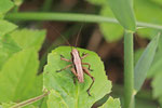 Gewöhnliche Strauchschrecke, Larve, Pholidoptera griseoaptera