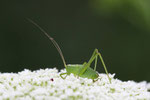 Punktierte Zartschrecke, Larve,  Leptophyes punctatissima