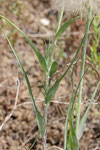 Großer Bocksbart, Tragopogon dubius, Blätter